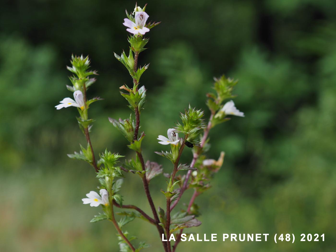 Eyebright, (Stiff) plant